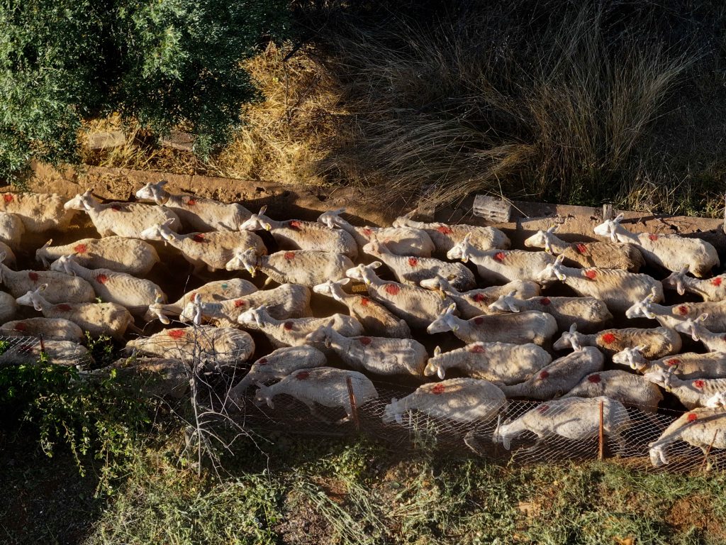 Στα 486.300 τα αιγοπρόβατα που θανατώθηκαν λόγω ευλογιάς