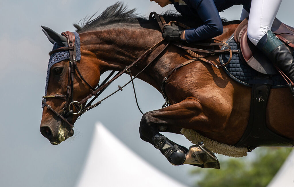 Άλογα εκατομμυρίων μεταφέρθηκαν με πτήσεις από το «Al Shaqab» του Κατάρ στο Βέλγιο