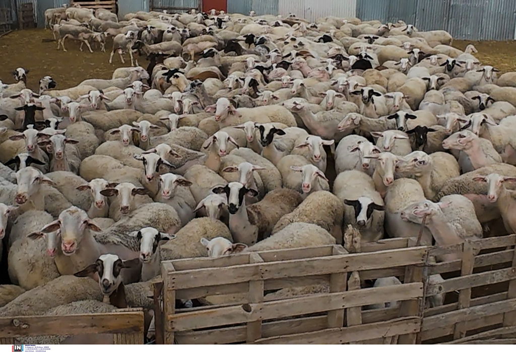 Σε απόγνωση οι κτηνοτρόφοι στη Λέσβο – Έμειναν άσφαχτα εξαιτίας του αφθώδους πυρετού 70.000 αρνιά και κατσίκια