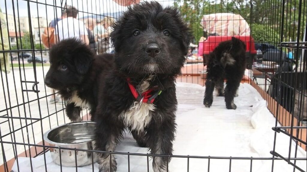 Παγκόσμια Ημέρα Αδέσποτων Ζώων: Μην αγοράζεις, υιοθέτησε