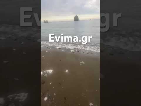 Πανικός σε παραλία της Εύβοιας: Φίδι εμφανίσθηκε στην αμμουδιά αναστατώνοντας τους λουόμενους (video)