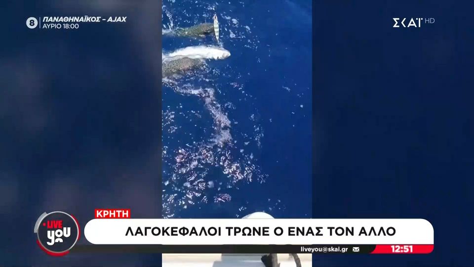 Λαγοκέφαλοι τρώνε ο ένας τον άλλον(Vid)